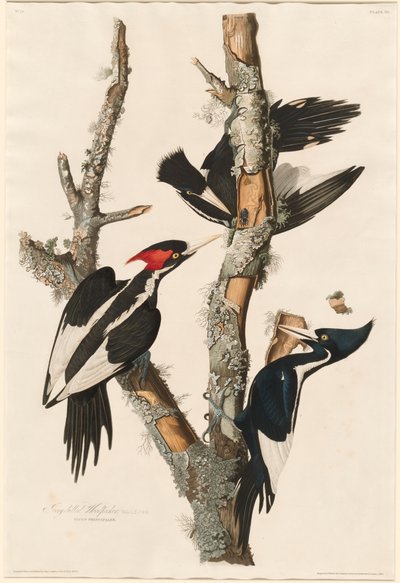 Ivory-billed Woodpecker by John James Audubon
